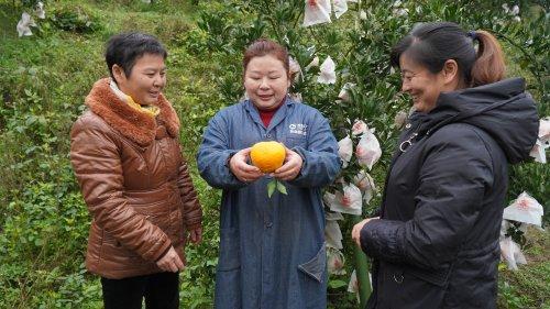 柑橘幼苗種植栽培手藝_金蟬怎么養(yǎng)殖幼苗