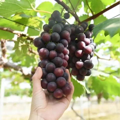 厦门野炊的地方的相关长尾关键词有哪些