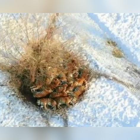 团建餐厅哈尔滨相关长尾关键词有哪些