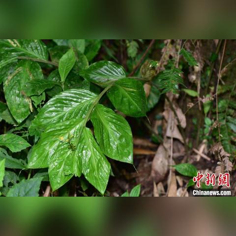 昆明市生姜种植的长尾关键词有哪些