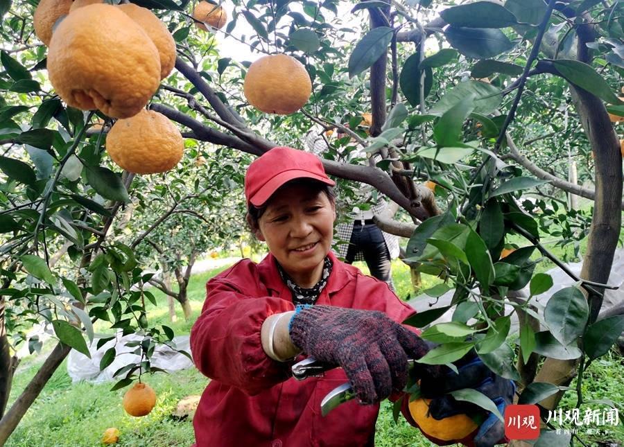 一月份柑橘種植手藝與辦理_一月份什么生果當季