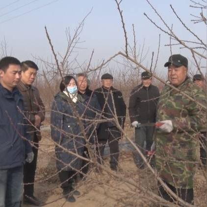 菏泽市哪里有桃树枝