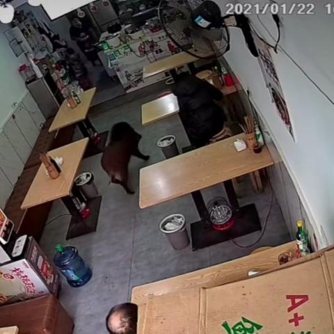 安徽滁州野猪“进城暴走”，一头扎进面馆，被民警制服, 你怎么看？