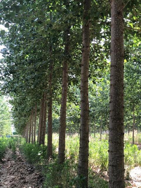 杨树絮几月份结束