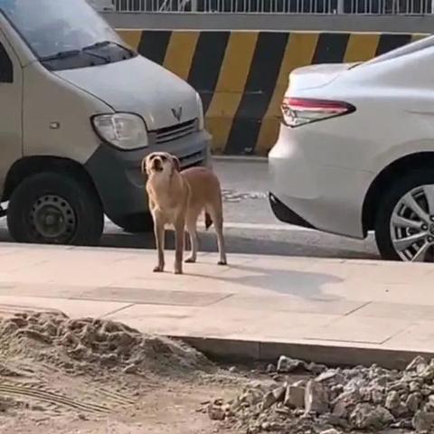 长沙宠物美容学校相关长尾关键词有哪些