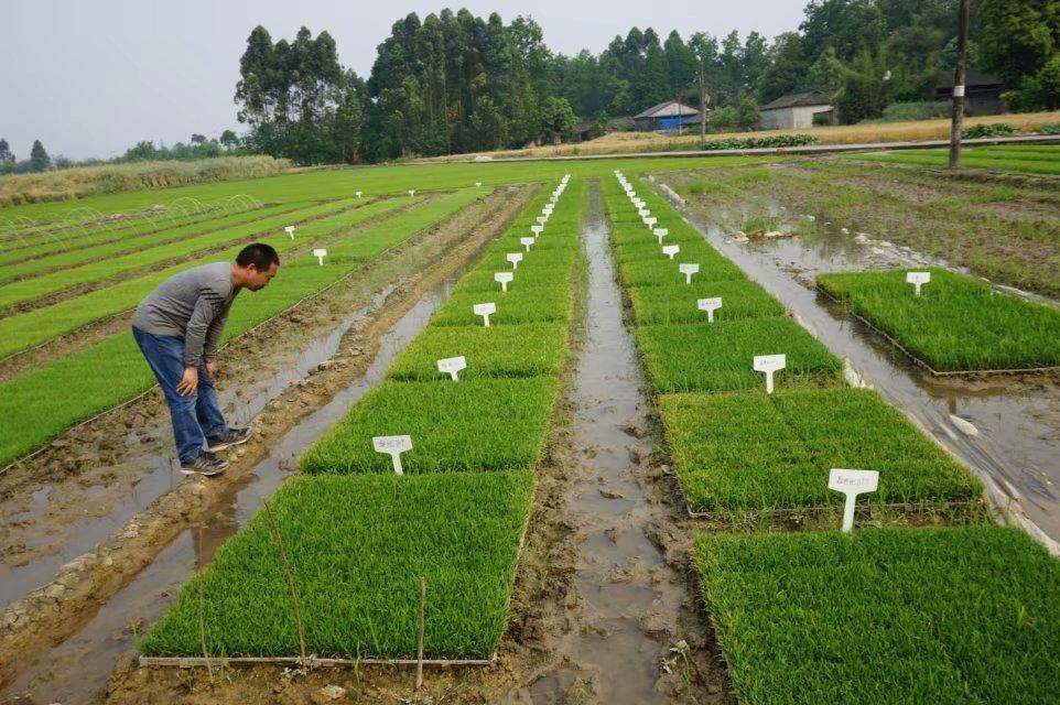 稻米毕业论文网你有什么省钱小妙招吗