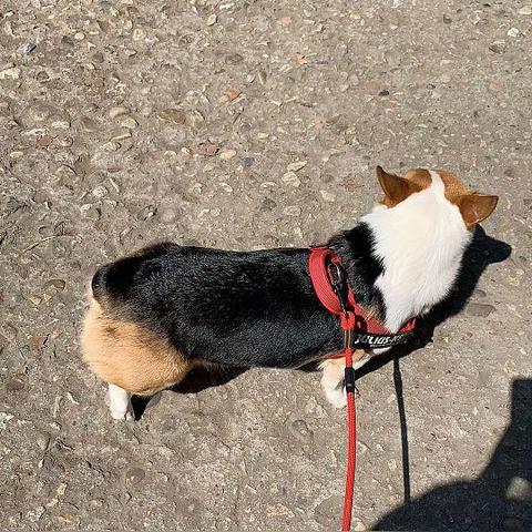 西安市狗市什么时候开始