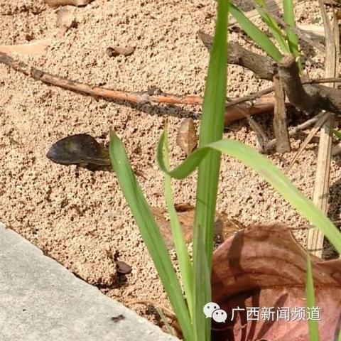 南宁市白蚁防治的相关长尾关键词有哪些