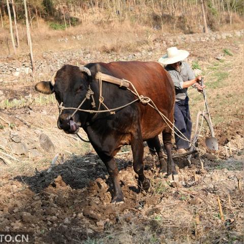 2021年我国甘蔗种植面积？
