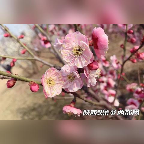 西安市杏什么时候成熟