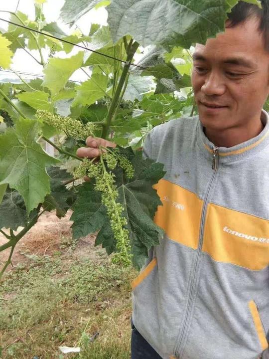 返乡创业民工用葡萄种植开拓致富路