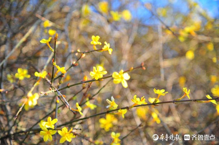 迎春花什么季节开,迎春花发芽时间?