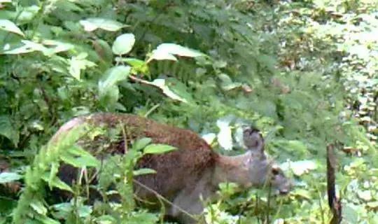世界野生动植物日倡议书