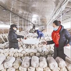 保定市哪里种植平菇好一点