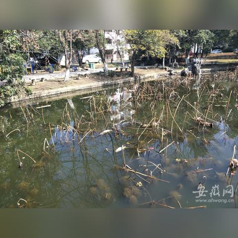 合肥遛狗的群相关长尾关键词有哪些