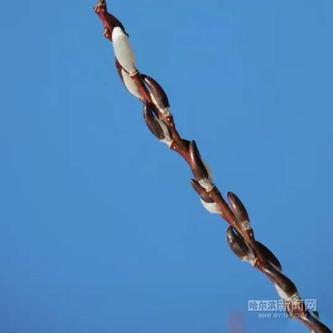 惊蛰哈尔滨相关长尾关键词有哪些