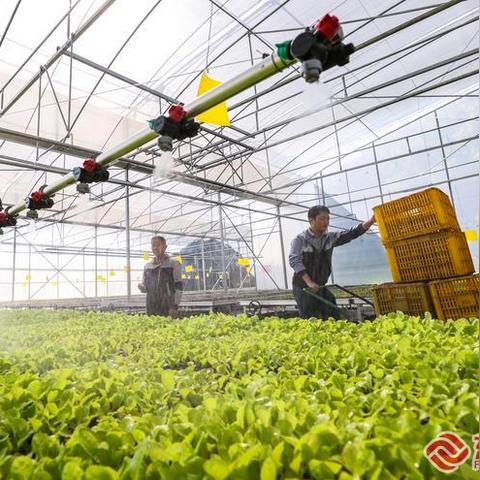 福建哪个镇比较富裕