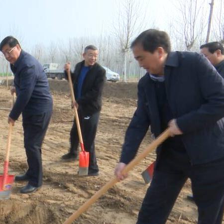 菏泽市哪里有卖树苗的