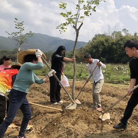 广州市适合种植什么树苗