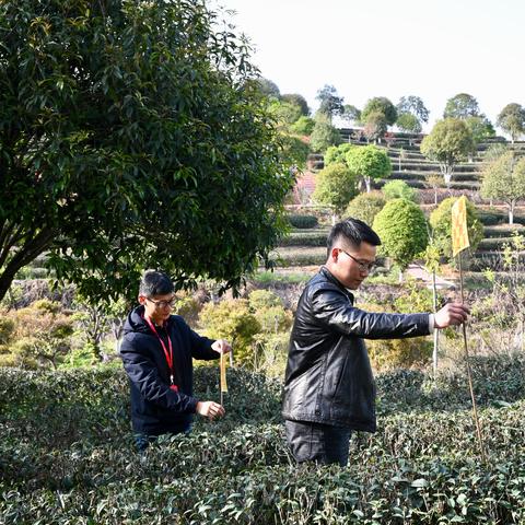 福建武夷山什么茶最好