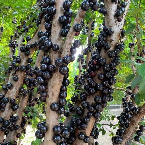 东莞市哪里可以摘嘉宝果