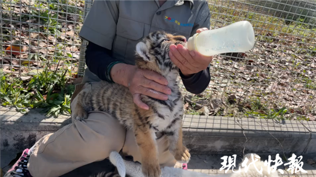 满月宝宝体重增长多少正常