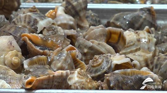 103秒丨春季海鲜陆续上市海螺海蛎子等贝类海鲜最肥美
