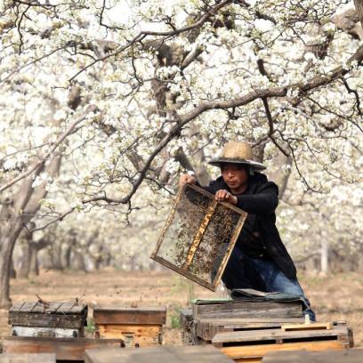 石家庄市周围哪有梨花的长尾关键词有什么