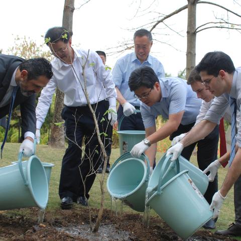 广州市适合种植什么树