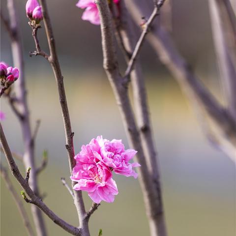 济南植物园附近有地铁站吗？