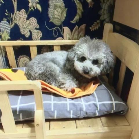 无锡市哪里买狗狗便宜点