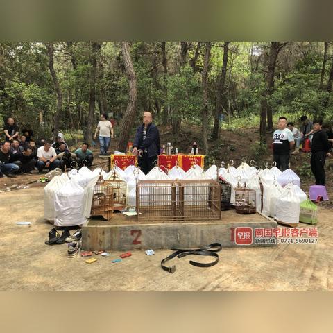 南宁三塘黑的相关长尾关键词有哪些