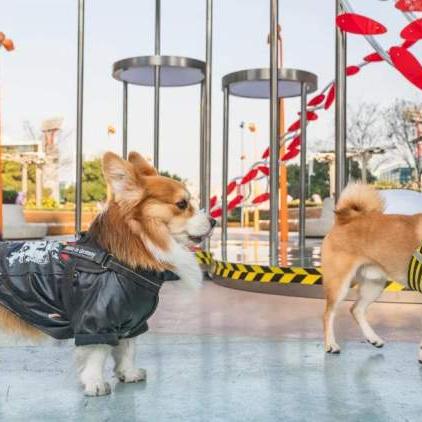 上海宠物社区公园有哪些