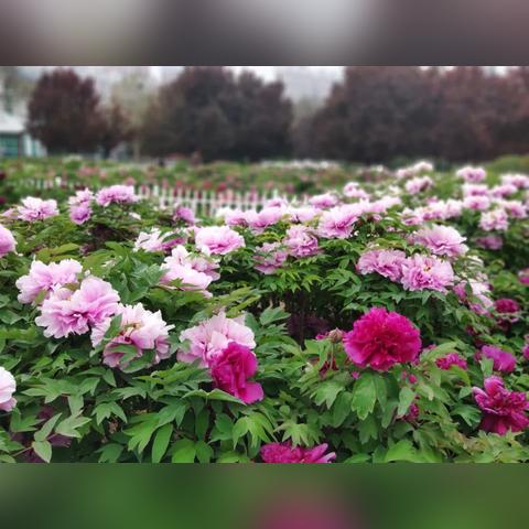 菏泽市牡丹美术的长尾关键词有哪些