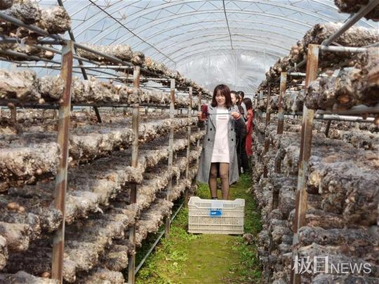 房县女青年文龙香返乡创业，带动800多人脱贫致富奔小康