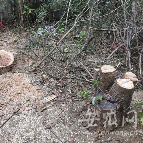 合肥市有哪些树