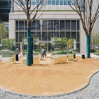 杭州路边的这叫什么树啊？