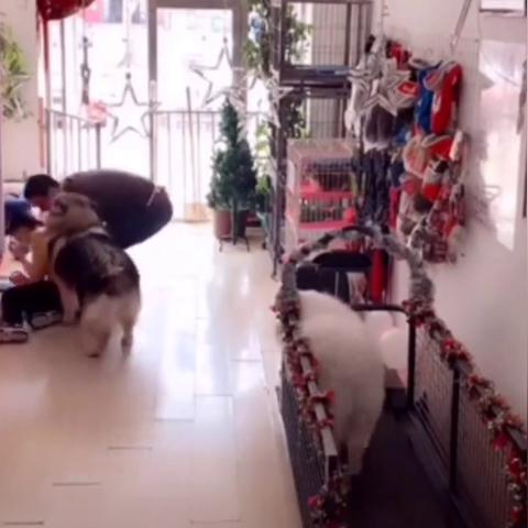 沈阳不让养阿拉斯加相关长尾关键词有哪些