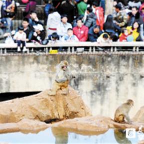 昆明市流浪狗送去哪里