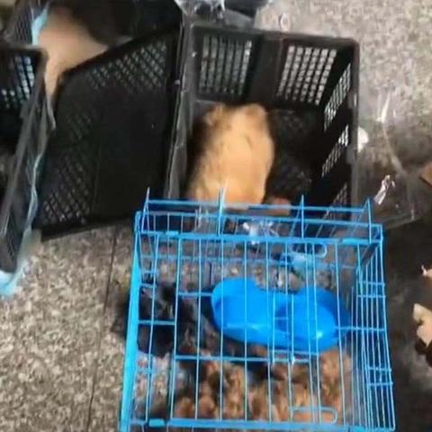 江苏无锡市宠物的长尾关键词有哪些