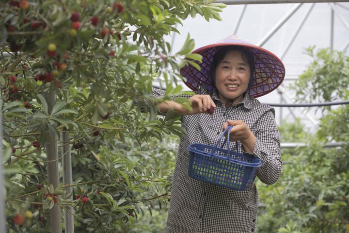 建德三都柑橘種植手藝_建德的財產(chǎn)