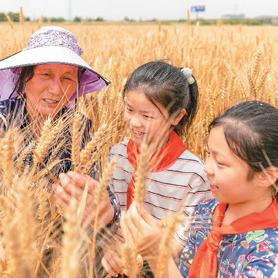 江苏南通的小麦价格相关长尾关键词有哪些