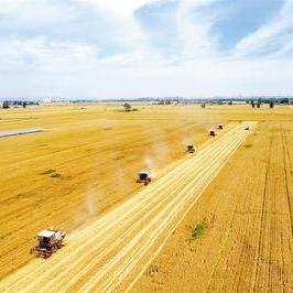 石家庄市哪里收小麦干