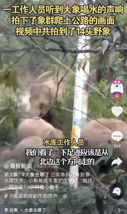 在抖音网友的视频里，我看到云南野象北迁的真相