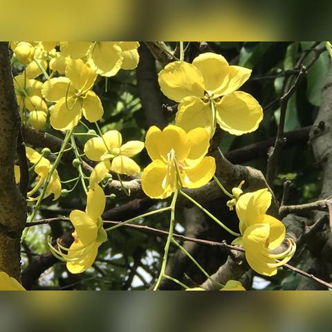 广州市什么时候做腊肠好