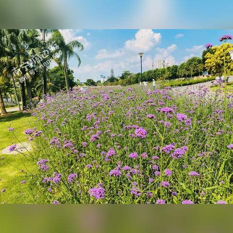 南宁市禁养犬怎么处理