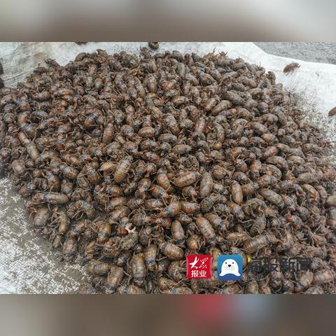 今日菏泽市金蝉价格的长尾关键词有什么