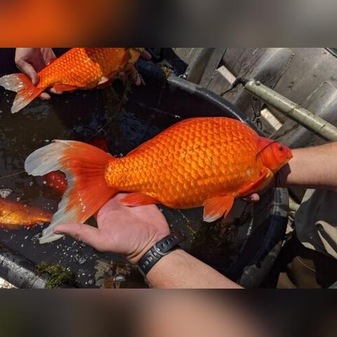 足球比赛图片男孩头像的长尾关键词有什么
