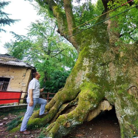 桂林市去漠川银杏怎么走
