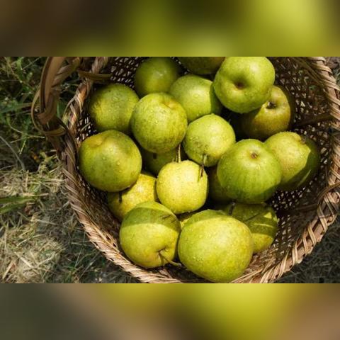 无锡市哪里有卖梨子